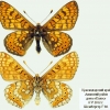 euphydryas aurinia ssp male noworossiysk